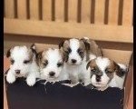 Oštrodlaki Džek Rasel terijer (Jack Russell Terrier) štenci